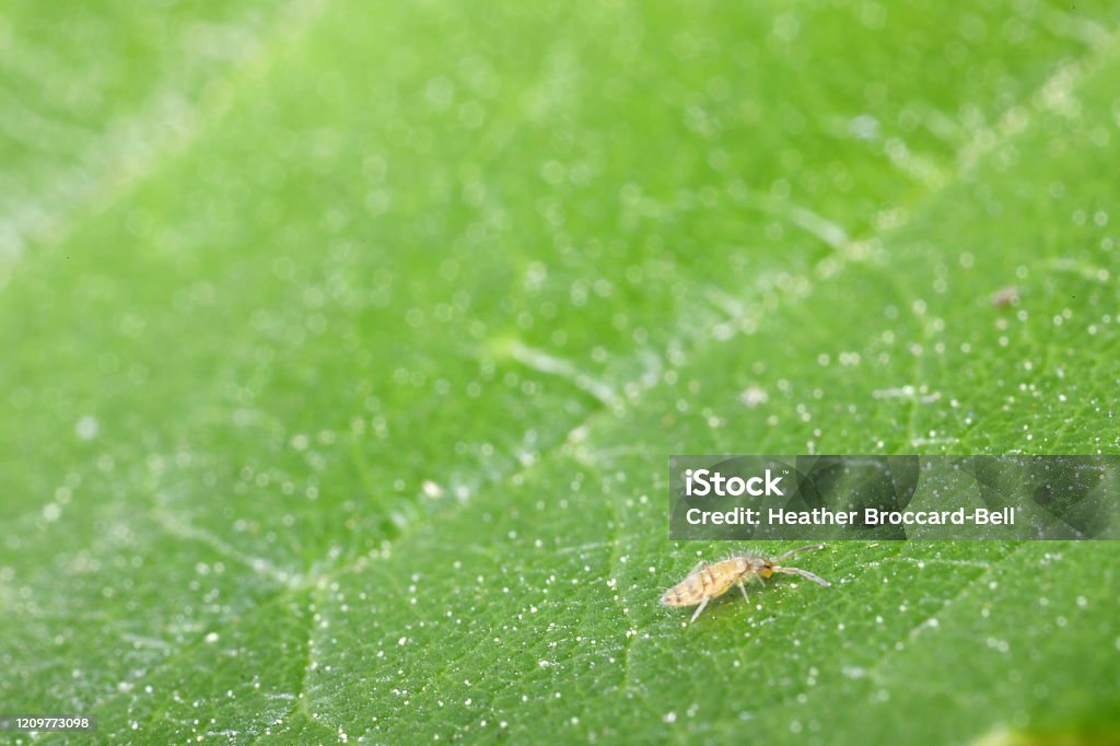Slender Springtail (Collembola; Entomobryoidea) wandering on a leaf Extremely small yellowish, elongated and striped springtail, a close relative to insects (sister taxon), appears lost on an alien planet, but is actually exploring a leaf. Long Stock Photo