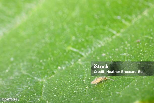 Slender Springtail Wandering On A Leaf Stock Photo - Download Image Now