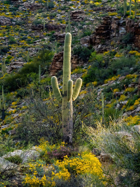 istock one saguaro cactus in desert 1209774177