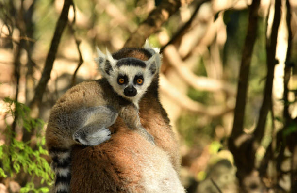 Ring-Tailed Lemur Lemurs survive in a forest of south western Madagascar lemur madagascar stock pictures, royalty-free photos & images