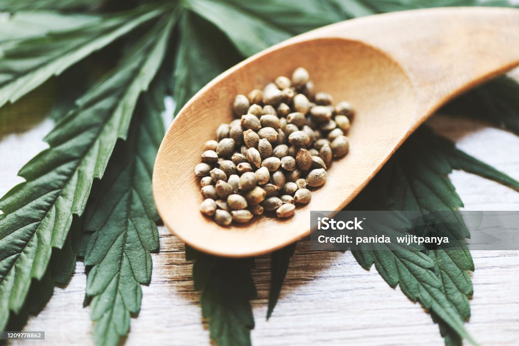 Marihuana Samen Auf Holzlöffel Und Marihuana Blatt Auf Holz Hintergrund Cannabis  Samen Hanf Medizinisch Stockfoto und mehr Bilder von Hanfsamen - iStock