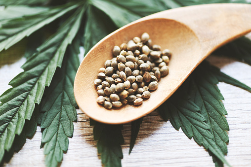 Marijuana seeds on wooden spoon and marijuana leaf on wood background / Cannabis seeds Hemp medical