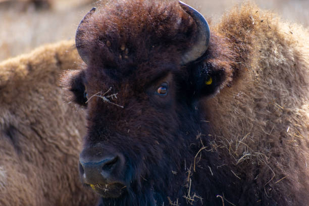 istock Bison in the Tallgrass Prairie Preserve in Oklahoma - Spring 2020 1209781201