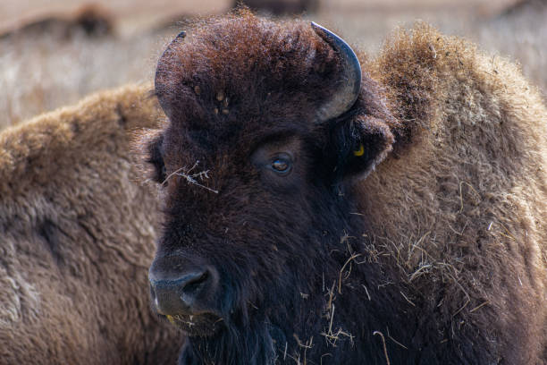 istock Bison in the Tallgrass Prairie Preserve in Oklahoma - Spring 2020 1209781244