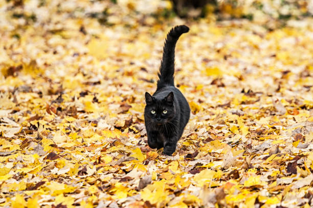 istock Black Cat Approaching on Multicolored Autumn Leaves Carpet 1209783148