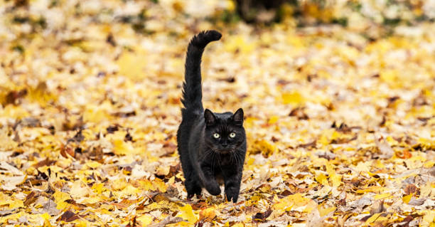 istock Black Cat Approaching on Multicolored Autumn Leaves Carpet 1209783175