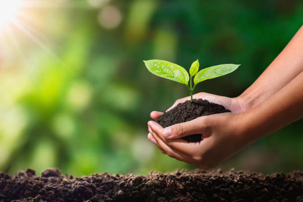 istock hand holding young plant with sunlight. concept eco earth day 1209785443