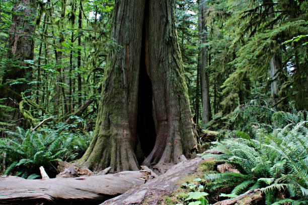 Looking at view of giant old growth forest tree with hollow tree trunk just behind some decaying old logs surrounded by sword fern plants with lush green foliage