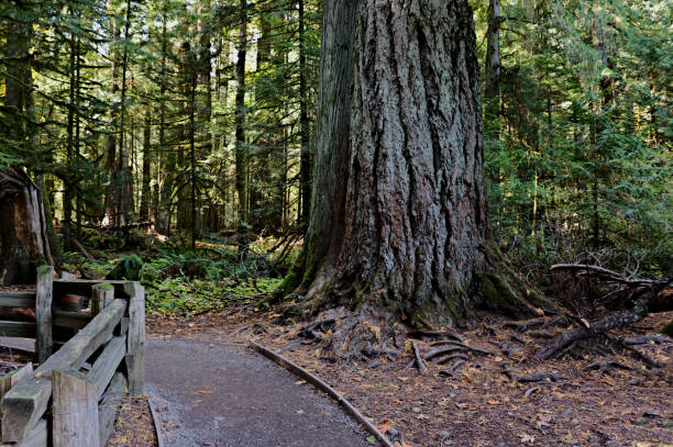 istock Cathedral Grove Park Impressions 1209786769