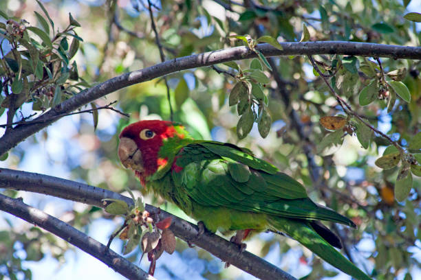 istock The Parrots of Telegraph Hill 1209787481