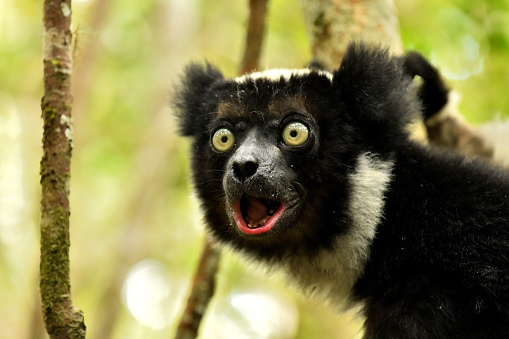 Lemur's live in a forest of Eastern Central Madagascar