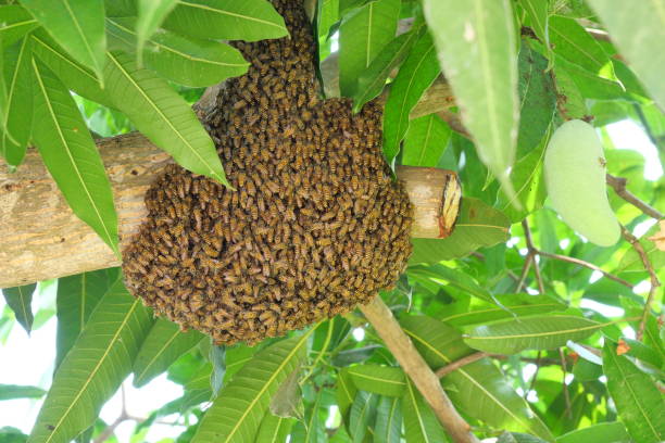 istock Herd of bees building beehive on tree trunk 1209789307
