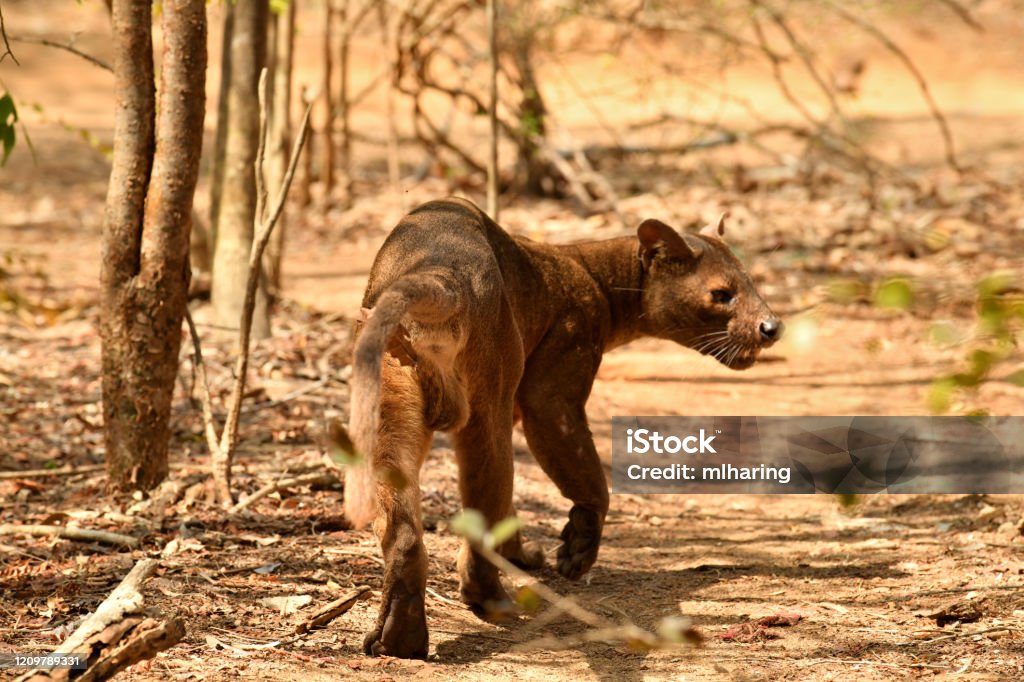Pit a wild Fossa roams a forest camp in search of food in Western Madagascar Fossa Stock Photo