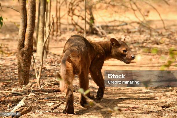 Pit Stock Photo - Download Image Now - Fossa, Madagascar, Animal