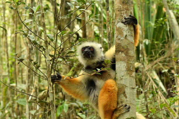 Diademed Sifaka a group of Sifaka forage and play near the ground in central Madagascar lemur madagascar stock pictures, royalty-free photos & images