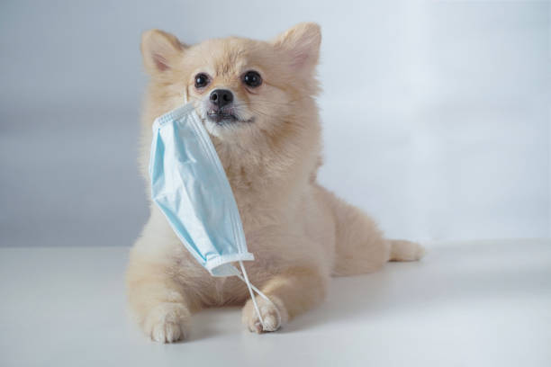 istock Small dog breeds or Pomeranian with brown hairs crouch or lying down on the white table with white background and wearing mask for protect a pollution PM2.5 or COVID-19 disease 1209791330