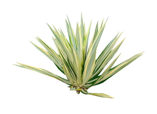 istock Isolated aloe plant on white 1209791638