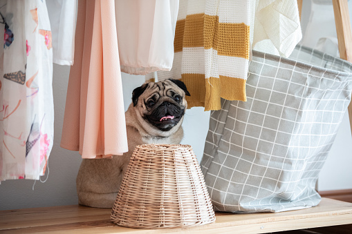 dog pug breed sitting in wardrobe smile and happiness