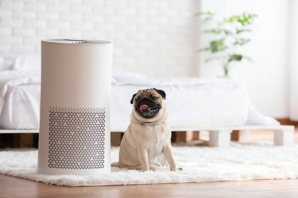 perro pug raza y purificador de aire en acogedora cama blanca para filtro y limpieza eliminando el polvo pm2.5 hepa en casa, para el aire fresco y la vida saludable, concepto de contaminación del aire - air cleaner fotografías e imágenes de stock