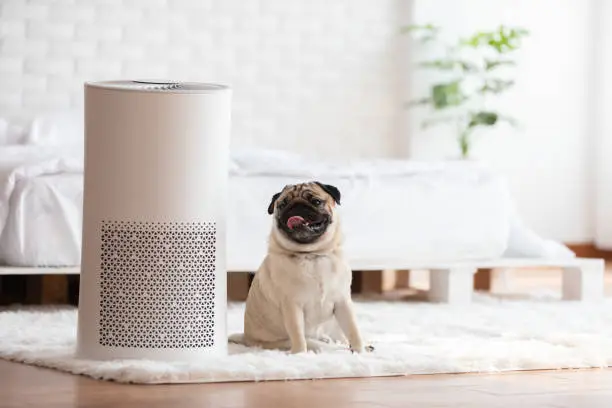 Photo of Dog Pug Breed and Air purifier in cozy white bed room for filter and cleaning removing dust PM2.5 HEPA in home,for fresh air and healthy life,Air Pollution Concept