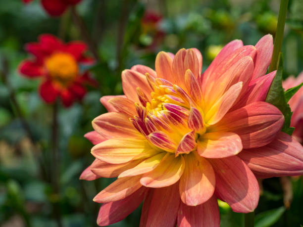 istock Dahlia flower in the garden 1209792314