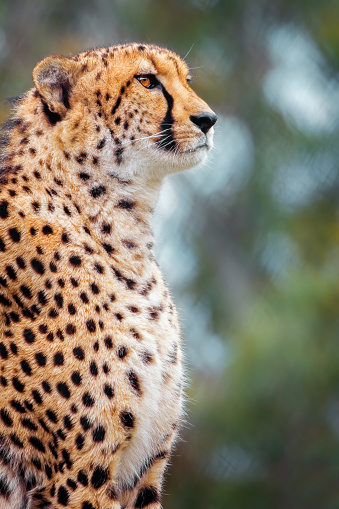 The cheetah is a large cat of the subfamily Felinae that occurs in North, Southern and East Africa, and a few localities in Iran. It inhabits a variety of mostly arid habitats like dry forests, scrub forests, and savannahs