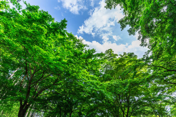 istock Super fresh green season 1209793442
