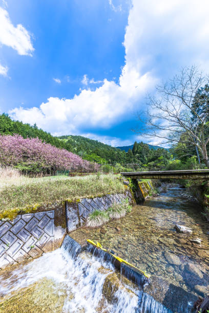 istock The last cherry blossoms blooming hard 1209793501