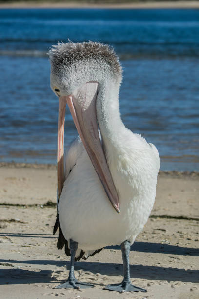 istock Australian Pelican close up 1209794010
