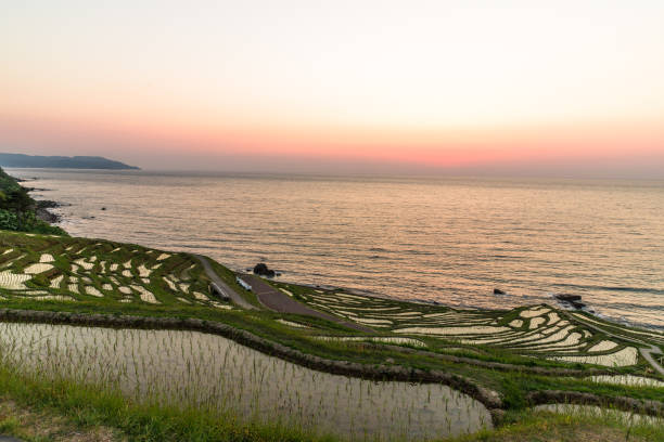 istock White rice Senmaida at sunset 1209794062