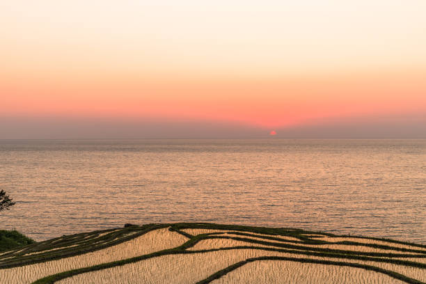 istock White rice Senmaida at sunset 1209794066
