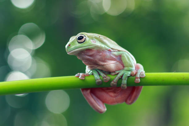 istock Beautiful white tree frog on branch, dumpy frog perch on green leaves, beautiful tree frog 1209794194
