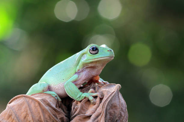 istock Beautiful white tree frog on branch, dumpy frog perch on green leaves, beautiful tree frog 1209794201