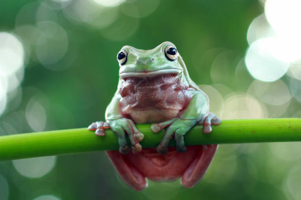 istock Beautiful white tree frog on branch, dumpy frog perch on green leaves, beautiful tree frog 1209794220