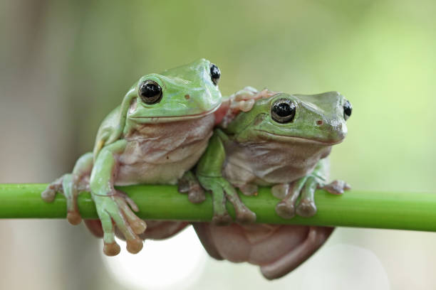 istock Beautiful white tree frog on branch, dumpy frog perch on green leaves, beautiful tree frog 1209794236
