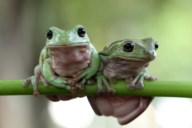 istock Beautiful white tree frog on branch, dumpy frog perch on green leaves, beautiful tree frog 1209794254