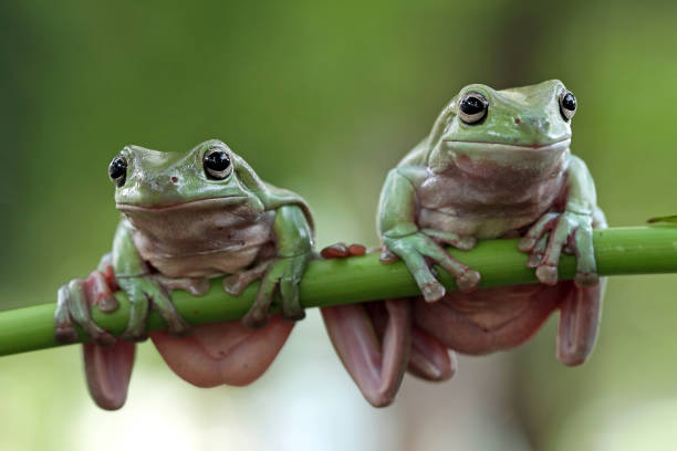 istock Beautiful white tree frog on branch, dumpy frog perch on green leaves, beautiful tree frog 1209794262