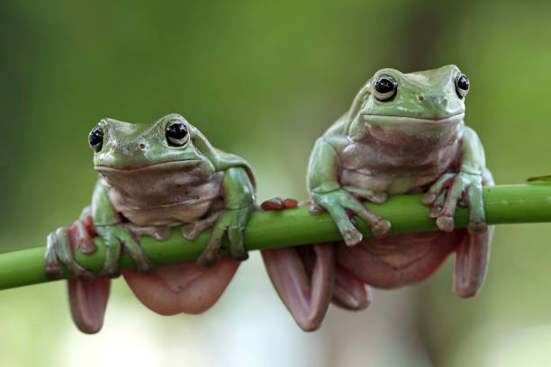 Beautiful white tree frog on branch, dumpy frog perch on green leaves, beautiful tree frog stock photo