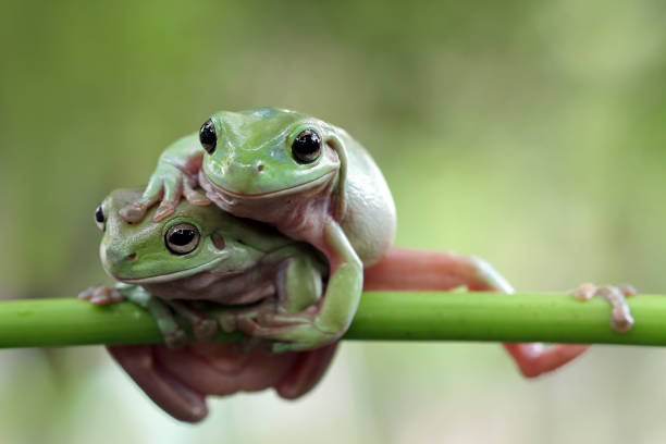 istock Beautiful white tree frog on branch, dumpy frog perch on green leaves, beautiful tree frog 1209794266