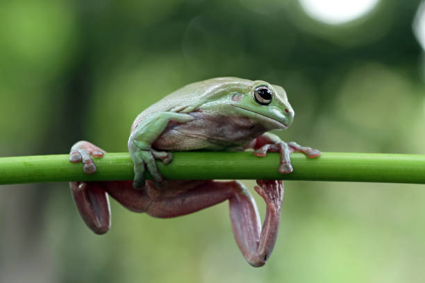 istock Beautiful white tree frog on branch, dumpy frog perch on green leaves, beautiful tree frog 1209794278