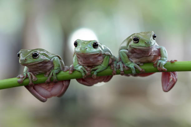 istock Beautiful white tree frog on branch, dumpy frog perch on green leaves, beautiful tree frog 1209794298