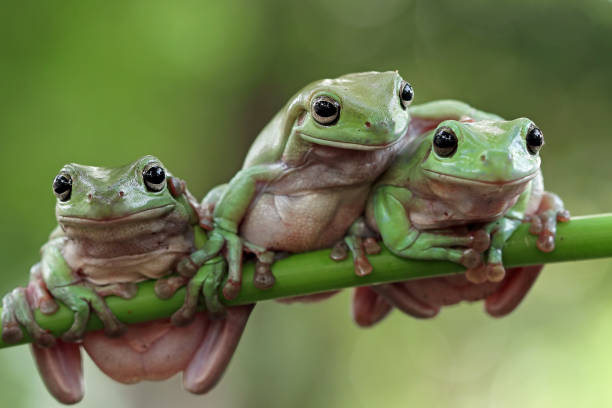 istock Beautiful white tree frog on branch, dumpy frog perch on green leaves, beautiful tree frog 1209794300