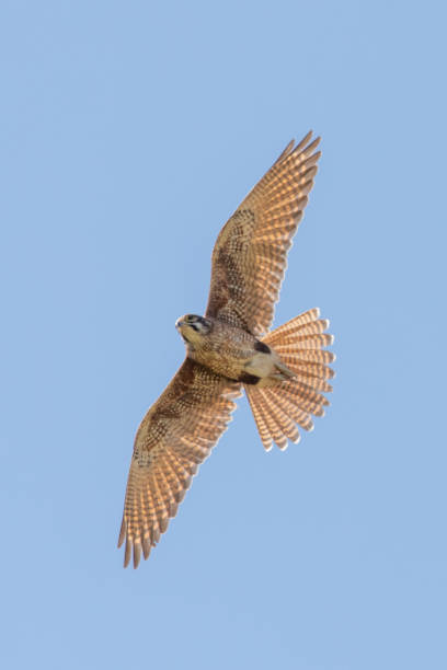 istock Brown Falcon - Falco berigora 1209797895