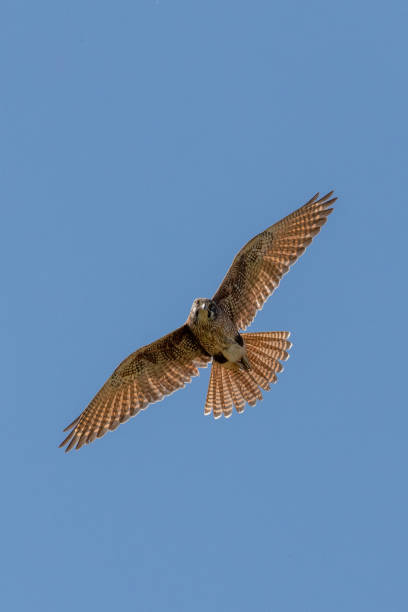 istock Brown Falcon - Falco berigora 1209797902