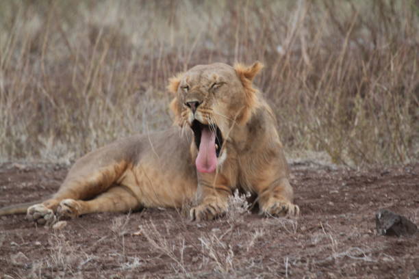istock Resting Lion with Mouth Wide Open 1209797968