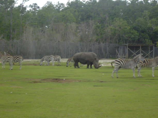 istock Rhino and Zebras in a Park 1209797980