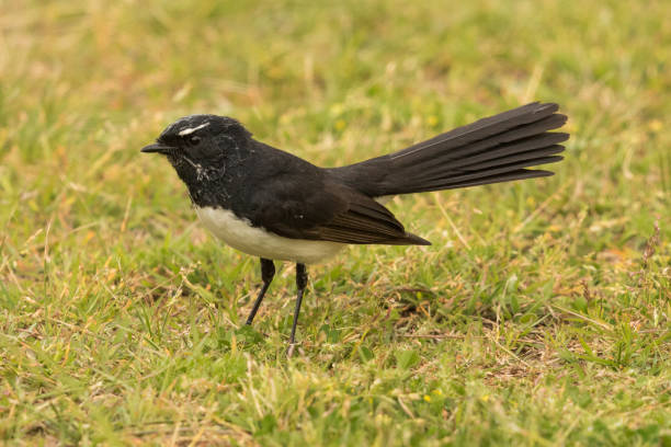 istock Willy Wagtail - Rhipidura leucophrys 1209799673