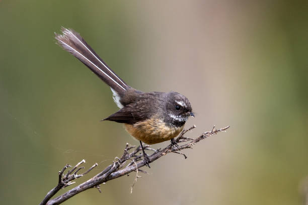 fantail da nova zelândia - rhipidura fuliginosa - fuliginosa - fotografias e filmes do acervo