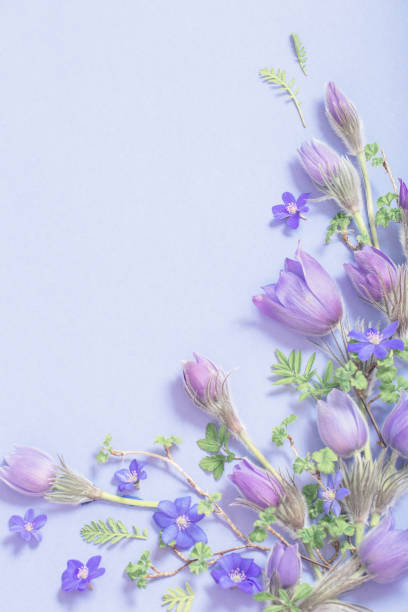 istock beautiful spring flowers on blue background 1209800203