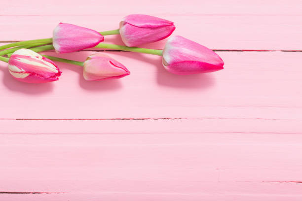 istock pink tulips on pink wooden background 1209800258